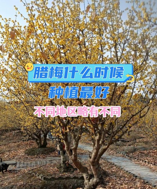 腊梅什么时候种植最好？这份种植指南给你明确答案