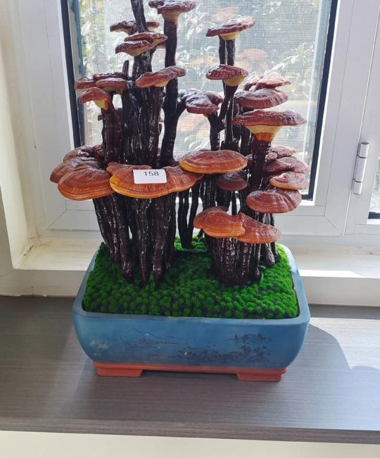 灵芝怎么种植在盆里 – 家庭盆栽灵芝完整技术指南