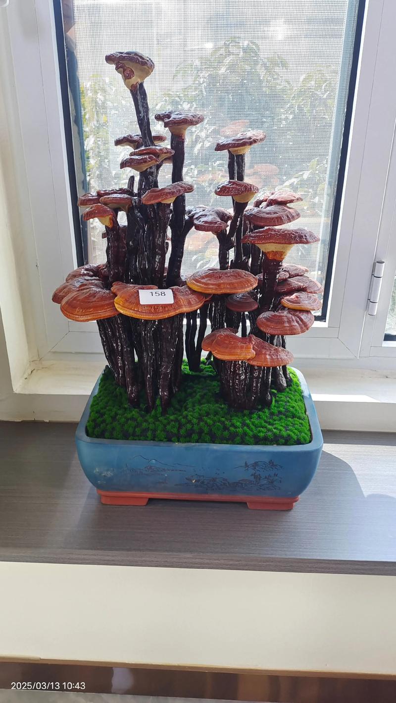 灵芝怎么种植在盆里 - 家庭盆栽灵芝完整技术指南 一、适宜时间