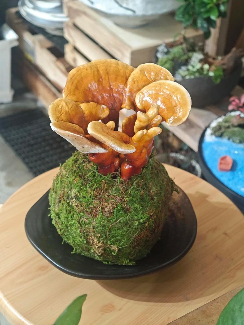 灵芝怎么种植在盆里 - 家庭盆栽灵芝完整技术指南 二、土壤环境