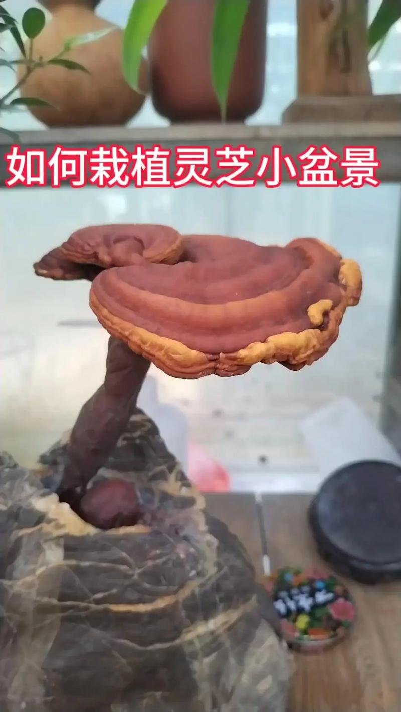 灵芝怎么种植在盆里 - 家庭盆栽灵芝完整技术指南 三、栽前处理