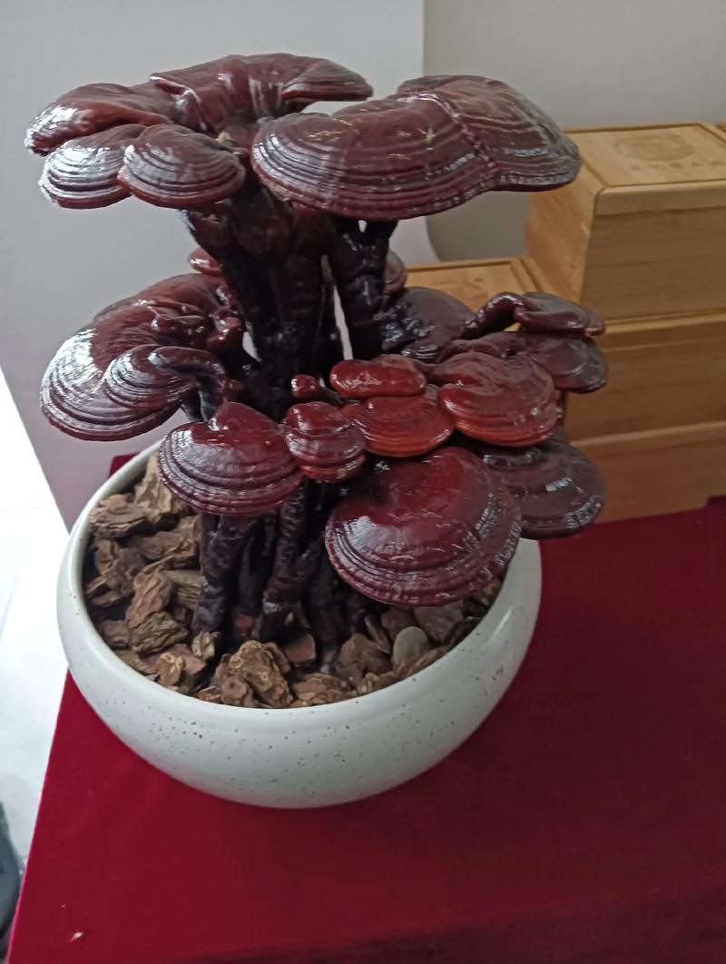 灵芝怎么种植在盆里 - 家庭盆栽灵芝完整技术指南 四、栽植深度(接种深度)