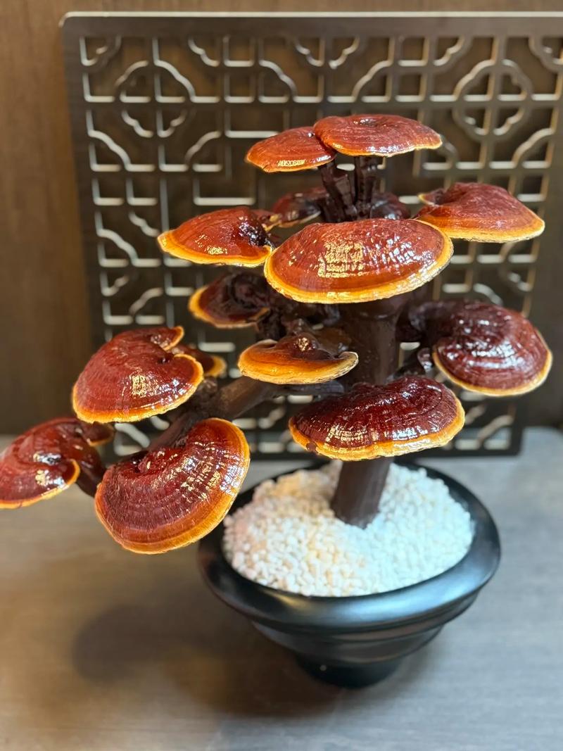 灵芝怎么种植在盆里 - 家庭盆栽灵芝完整技术指南 七、成活注意事项(出菇期管理)