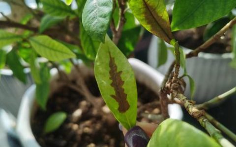栀子花黑叶是怎么回事？常见原因与解决方法全解析