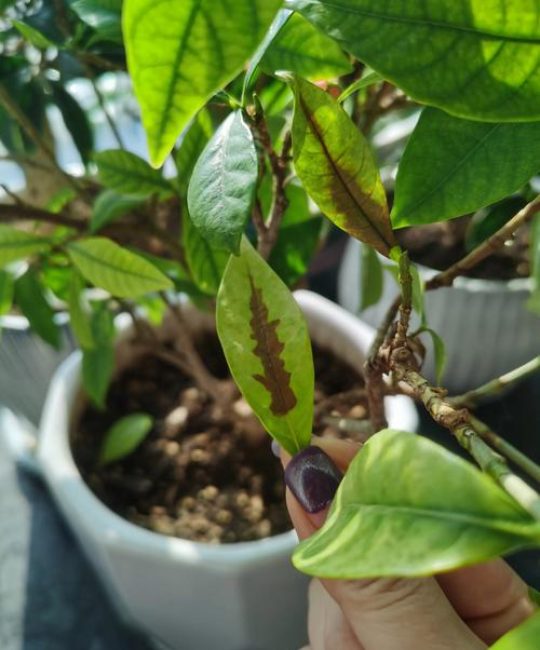 栀子花黑叶是怎么回事？常见原因与解决方法全解析