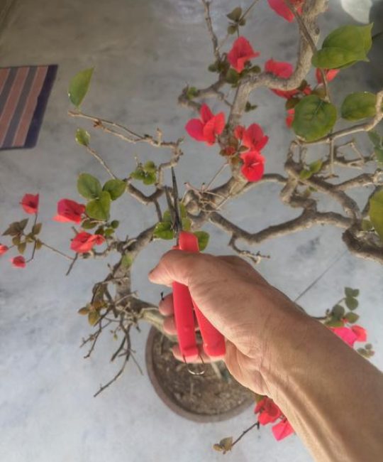 三角梅开花后怎么修剪？6步养护法助其二次开花