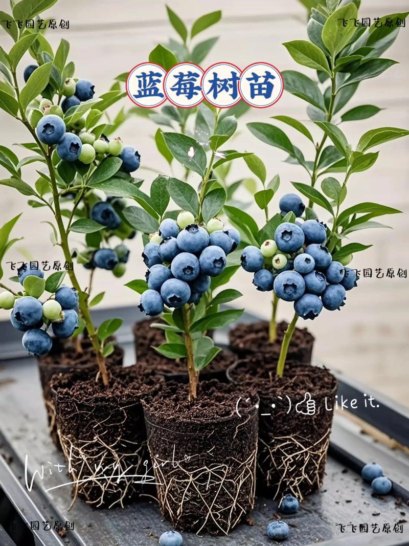 蓝莓树苗价格全解析:2026年市场参考价与五大影响因素 运输:物流成本占总价10%-30%