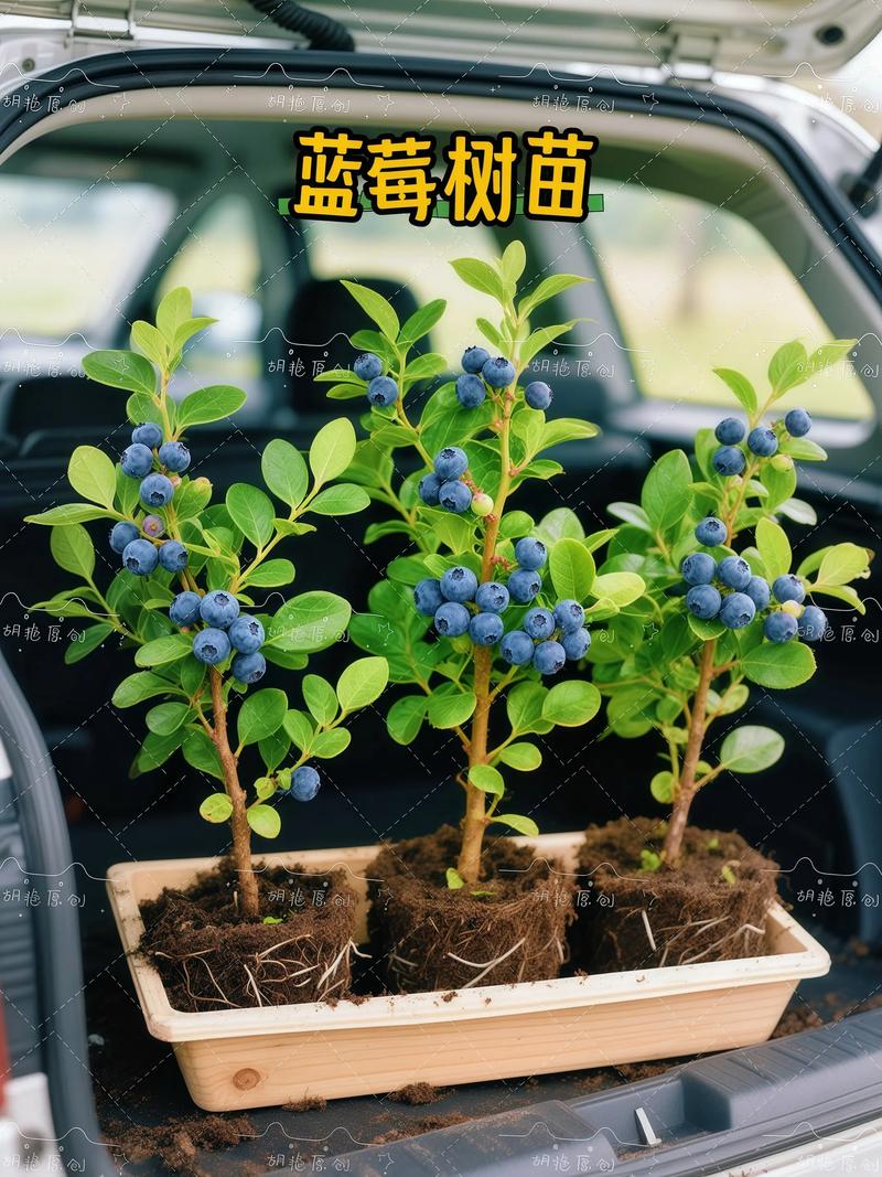 蓝莓树苗价格全解析:2026年市场参考价与五大影响因素 采购咨询指南:按需询价,精准匹配