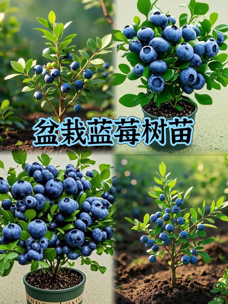 蓝莓树苗价格全解析:2026年市场参考价与五大影响因素 蓝莓树苗价格影响因素汇总表