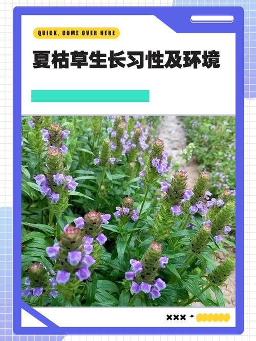 苦草耐高温吗?极限耐受温度、夏季养护与池塘河道应用全解析 夏季水温超过35℃时苦草的生理变化与应对——关键指标与水位调控方案
