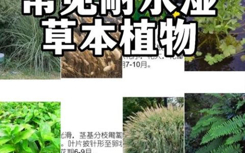 苦草耐高温吗？极限耐受温度、夏季养护与池塘河道应用全解析