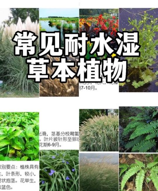 苦草耐高温吗？极限耐受温度、夏季养护与池塘河道应用全解析