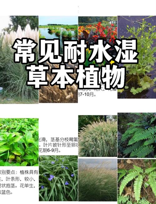 苦草耐高温吗?极限耐受温度、夏季养护与池塘河道应用全解析 苦草可耐受最高水温40℃,但35℃以上生长受抑制