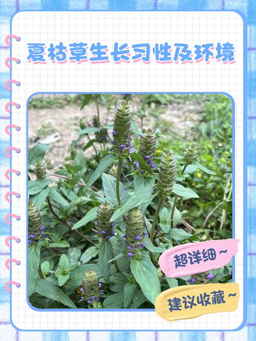 苦草耐高温吗?极限耐受温度、夏季养护与池塘河道应用全解析 夏季苦草种植与基质配置标准——密度、深度与底质要求