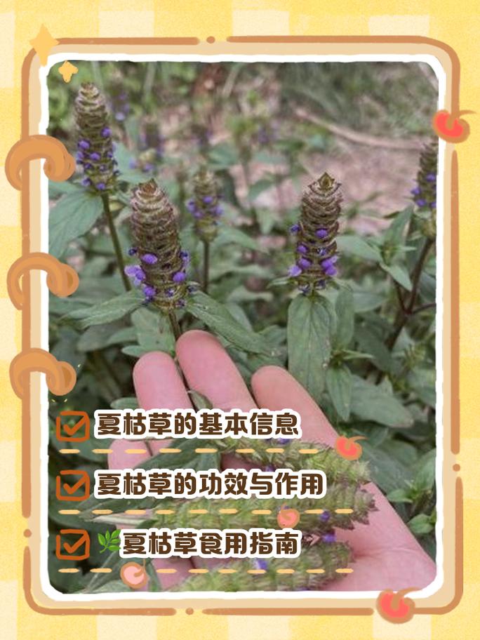 苦草耐高温吗?极限耐受温度、夏季养护与池塘河道应用全解析 苦草耐高温 FAQ