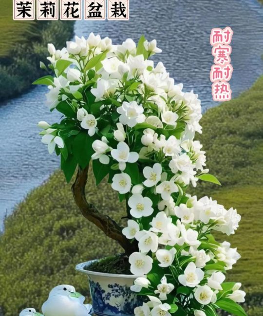 茉莉花盆栽好养活吗？一份写给新手的日常养护指南