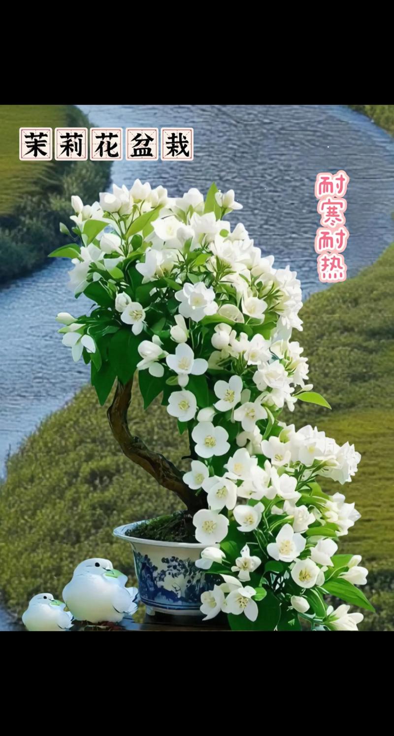 茉莉花盆栽好养活吗?一份写给新手的日常养护指南 茉莉花盆栽好养活吗?一份写给新手的日常养护指南