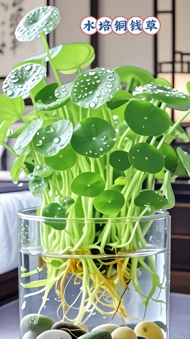 水养铜钱草怎么养才能更旺盛?掌握这6个核心关键 浇水:保持水质清洁,水位以淹没根系为参考