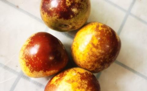 鲜枣品种大比拼：冬枣、蜂蜜罐枣、蟠枣，谁才是真正的鲜食之王？