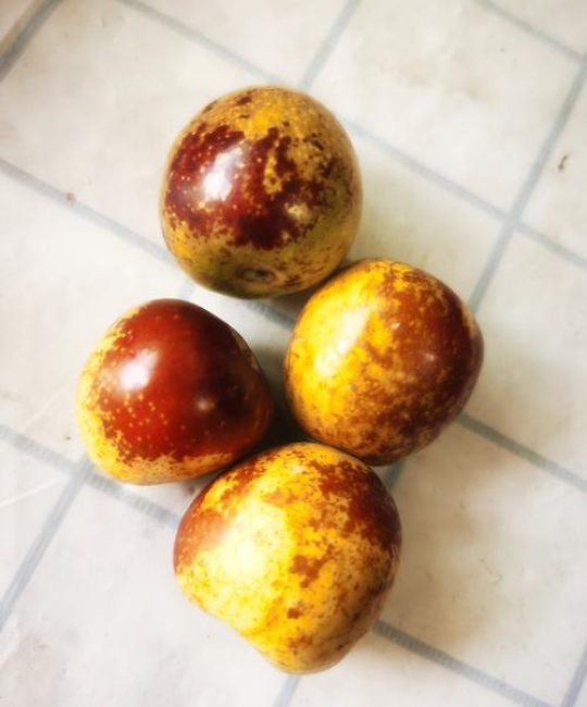 鲜枣品种大比拼：冬枣、蜂蜜罐枣、蟠枣，谁才是真正的鲜食之王？