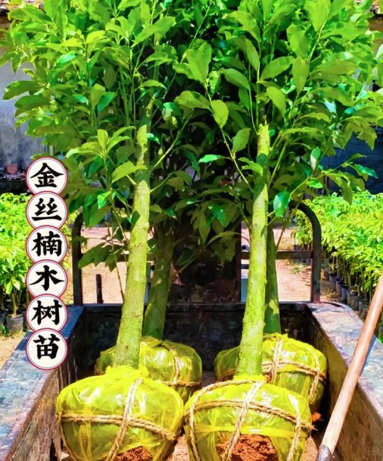 金丝楠木能够在河北种植吗？完整种植技术指南