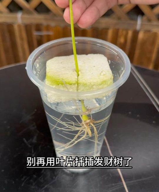 发财树扦插的正确方法：从剪枝到生根的实操全攻略