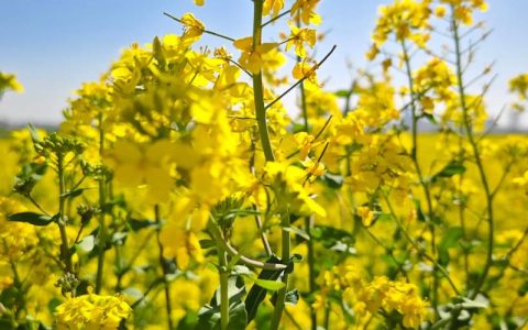 小路两边金黄的油菜花，像什么？——园艺视角下的金色花海美学