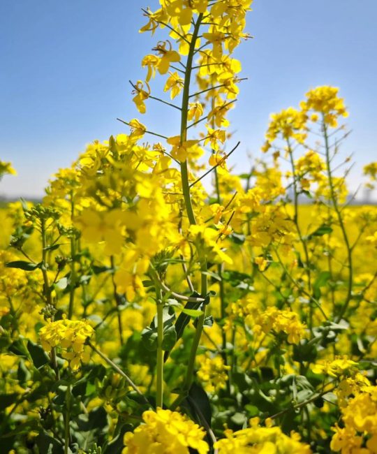 小路两边金黄的油菜花，像什么？——园艺视角下的金色花海美学