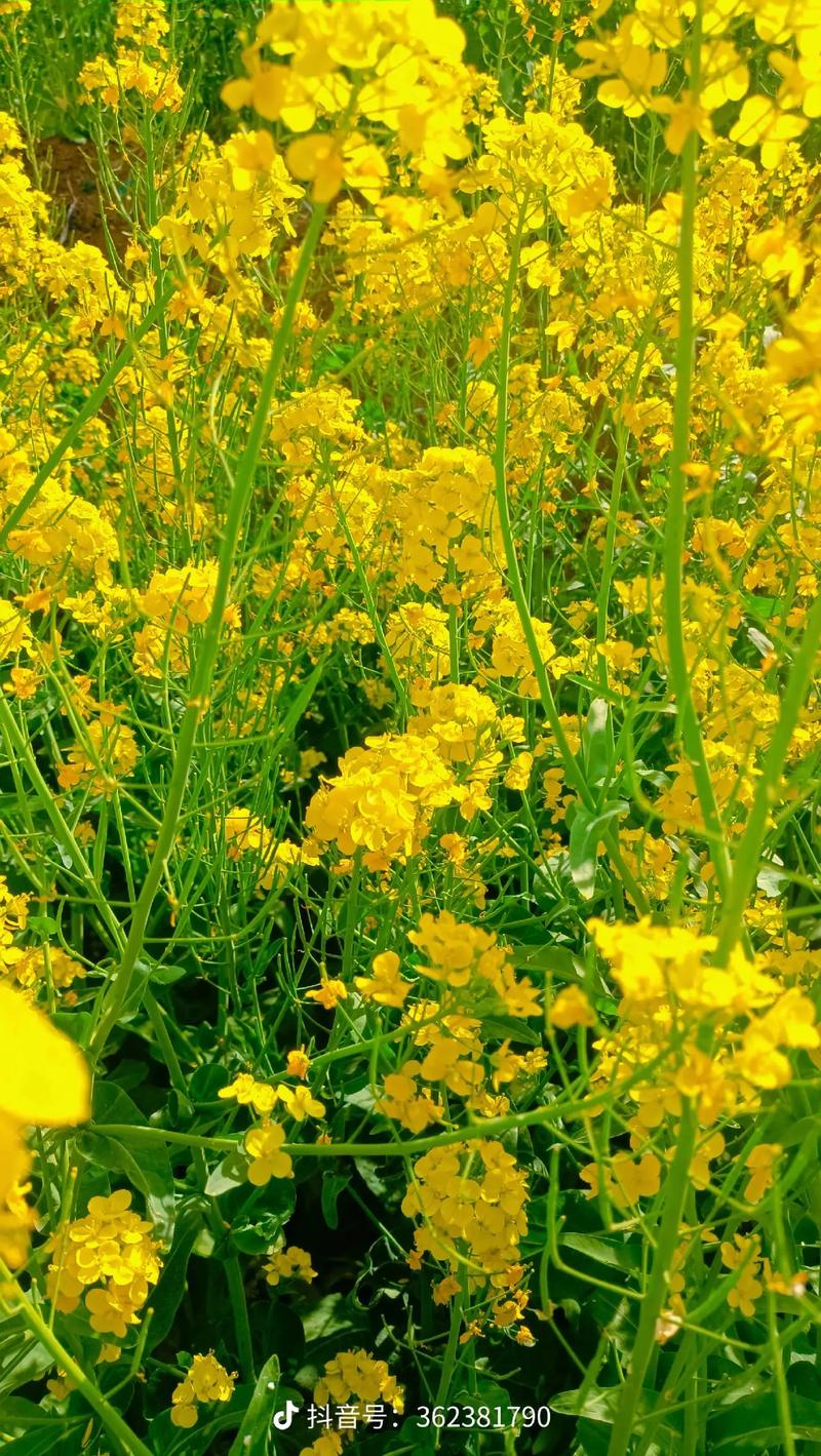 小路两边金黄的油菜花,像什么?——园艺视角下的金色花海美学 结语