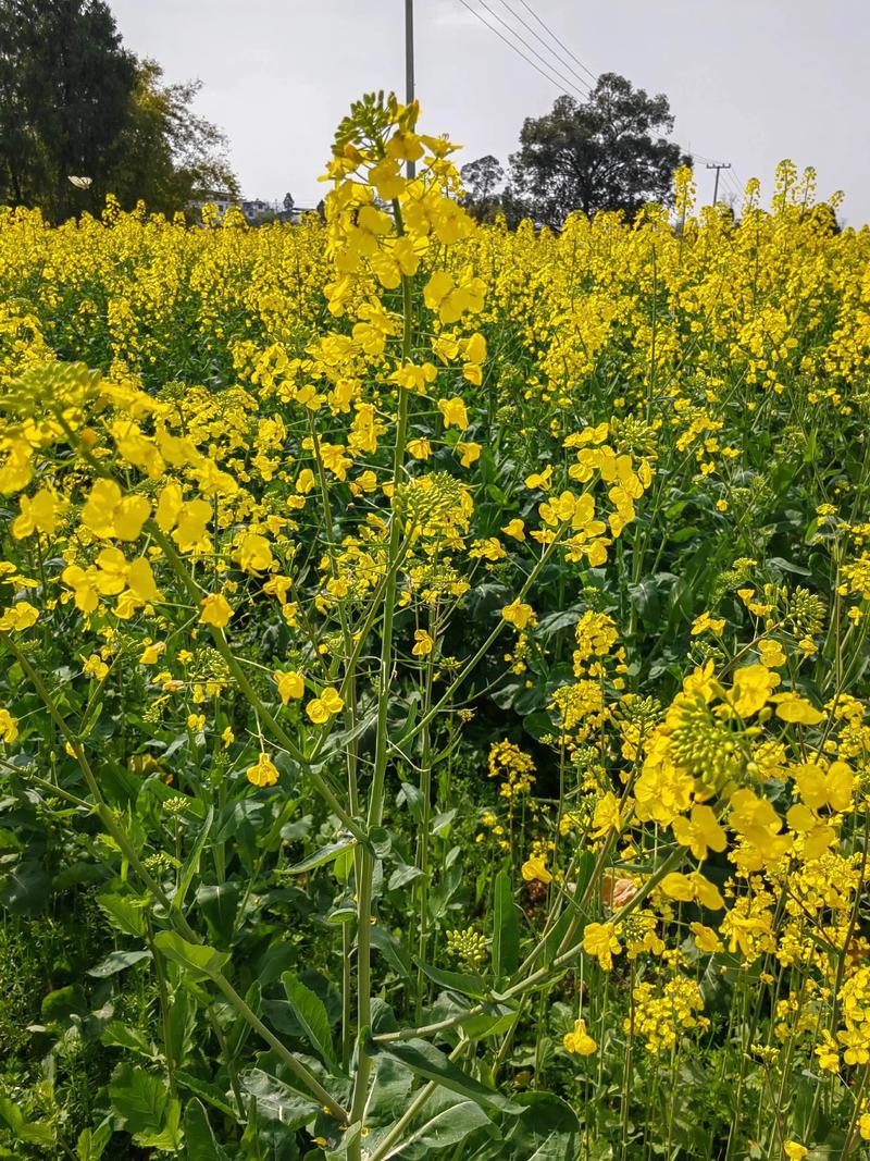 小路两边金黄的油菜花,像什么?——园艺视角下的金色花海美学 五、动手试试:打造你的“黄金小路”