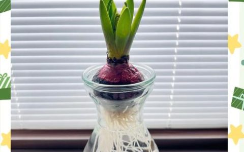 洋葱怎么种植？从选时到成活的完整栽培指南