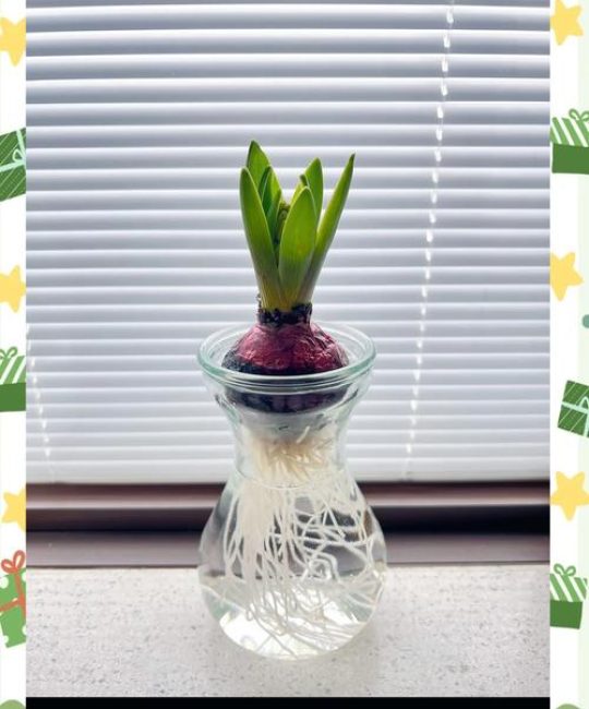 洋葱怎么种植？从选时到成活的完整栽培指南