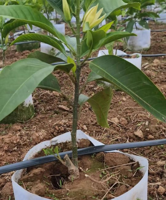 白兰花好种吗？从新手到老手的全面种植指南