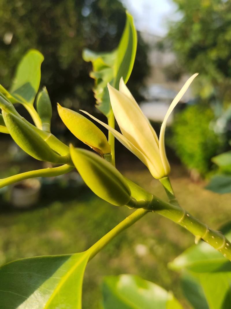 白兰花好种吗?从新手到老手的全面种植指南 二、种植白兰花的5个关键条件