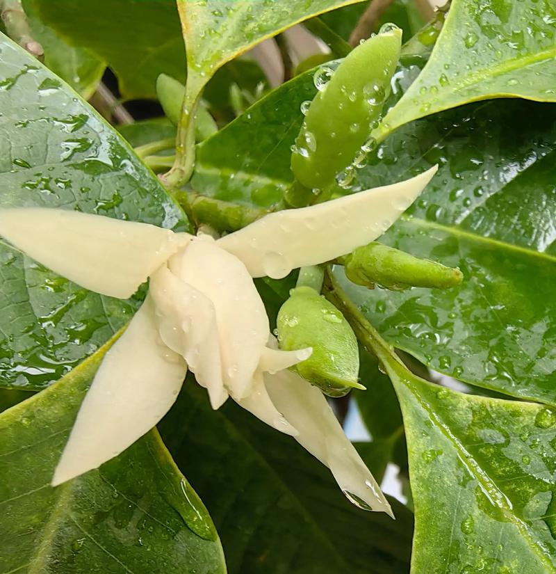 白兰花好种吗?从新手到老手的全面种植指南 四、总结:白兰花到底值不值得种?