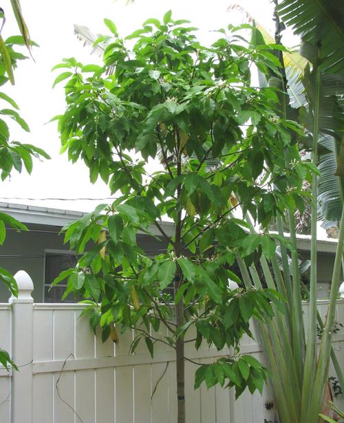 白兰花好种吗?从新手到老手的全面种植指南 三、新手最容易踩的坑