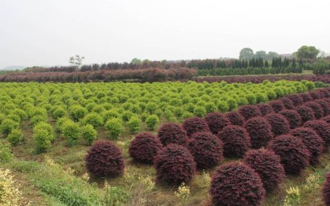 罗汉松树苗多少钱一颗？2026年价格区间与影响因素全解析