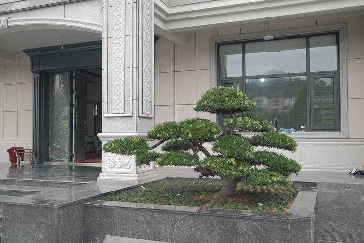 罗汉松树苗多少钱一颗?2026年价格区间与影响因素全解析 产地与品种对罗汉松树苗价格的影响