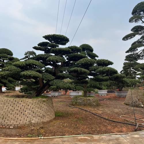 罗汉松树苗多少钱一颗?2026年价格区间与影响因素全解析 不同场景的报价建议