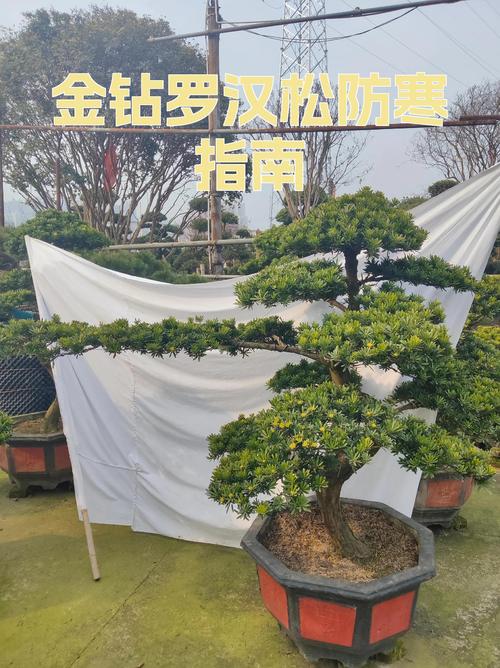 罗汉松树苗多少钱一颗?2026年价格区间与影响因素全解析 罗汉松树苗价格影响因素一览表