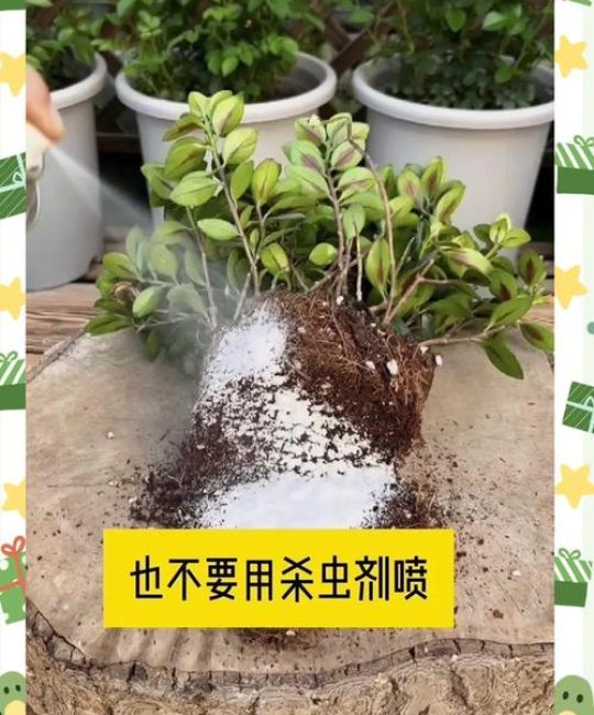 花招虫子怎么办？几个实用小妙招帮你轻松解决