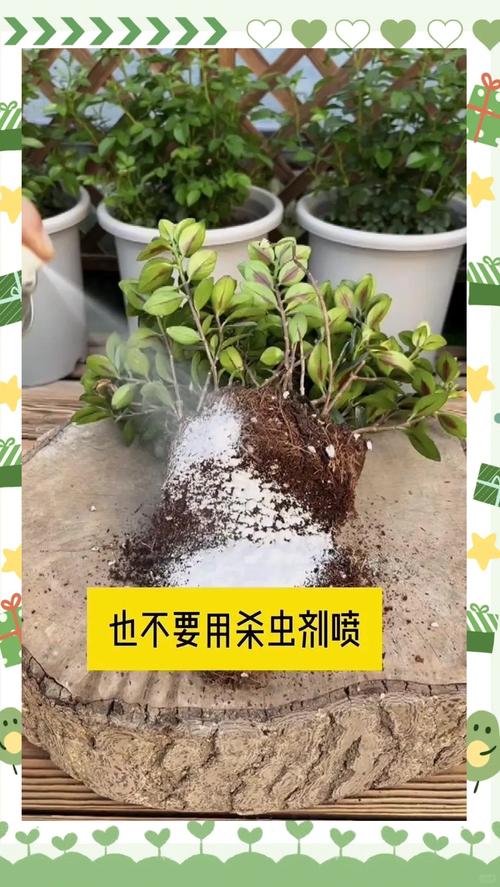 花招虫子怎么办?几个实用小妙招帮你轻松解决 花招虫子怎么办?先别急着喷药