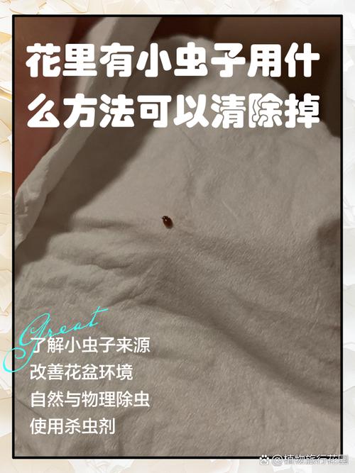 花招虫子怎么办?几个实用小妙招帮你轻松解决 五、预防比治疗更重要