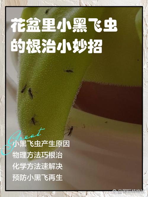 花招虫子怎么办?几个实用小妙招帮你轻松解决 四、针对不同虫害,对症处理