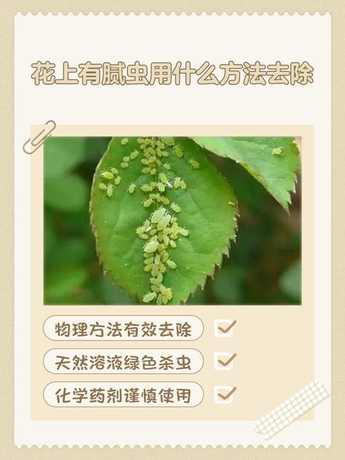 花招虫子怎么办?几个实用小妙招帮你轻松解决 结语