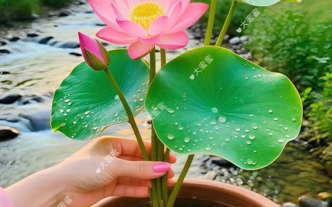 水培碗莲多久换一次水？全周期养护指南与水质管理技巧