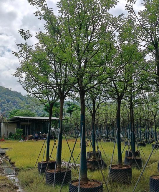 樟树苗木规格与栽植密度：一年生长多少公分？