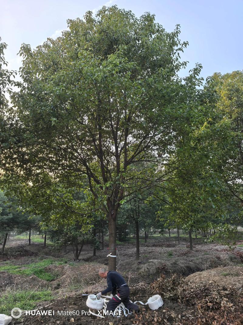 樟树苗木规格与栽植密度:一年生长多少公分? 常见问题(FAQ)