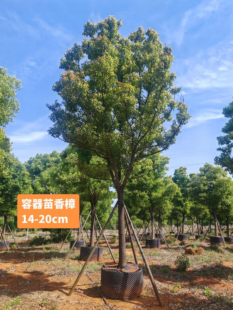 樟树苗木规格与栽植密度:一年生长多少公分? 总结