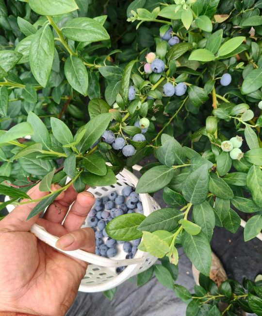 羊粪可以种蓝莓吗？正确使用方法是关键，做错一步全白费